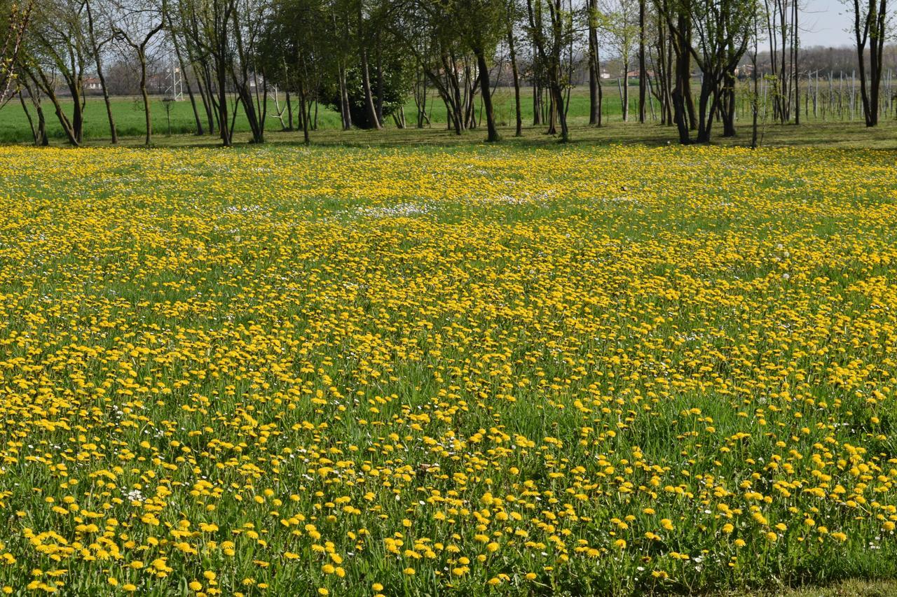 Al Vecchio Fienile Bed and Breakfast San Michele al Tagliamento Εξωτερικό φωτογραφία