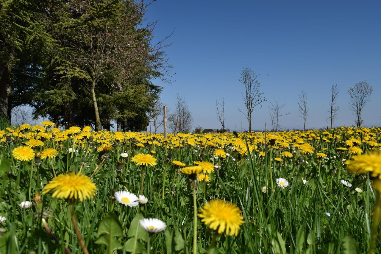 Al Vecchio Fienile Bed and Breakfast San Michele al Tagliamento Εξωτερικό φωτογραφία