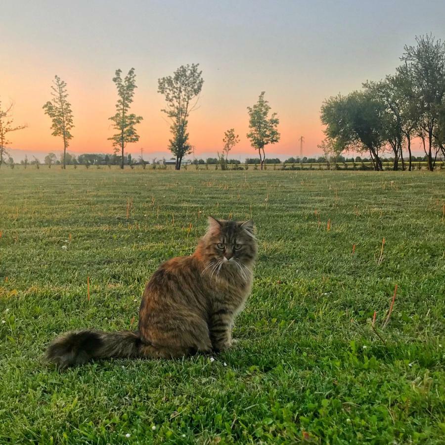 Al Vecchio Fienile Bed and Breakfast San Michele al Tagliamento Εξωτερικό φωτογραφία